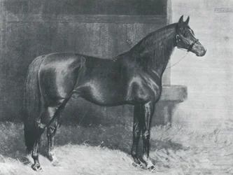 Cyllene, britisches Vollblut-Rennpferd